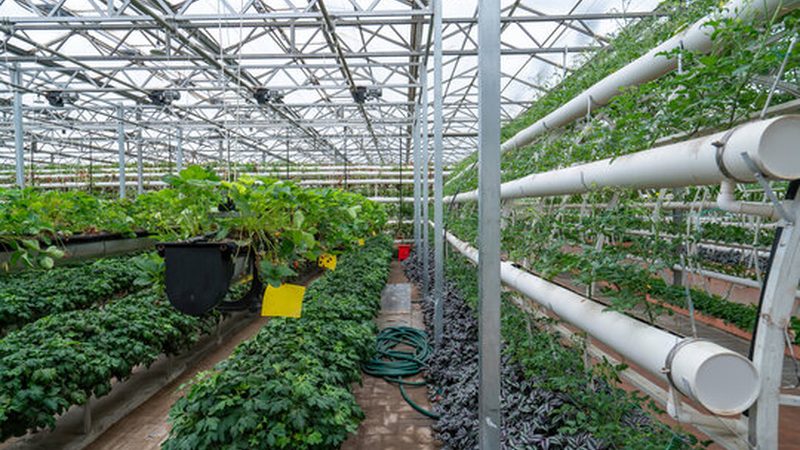 有机农业种植技术视频教程：从土壤到市场的全流程解析