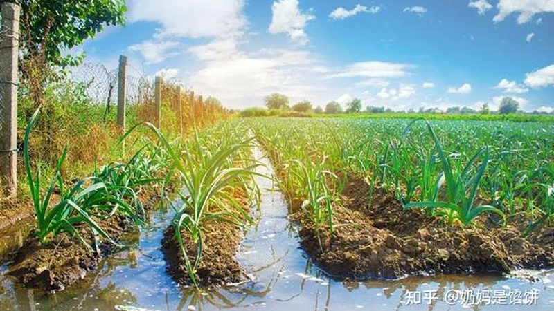 上海生态采摘园适合带娃吗