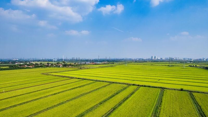 农产品批发税收优惠标准是什么