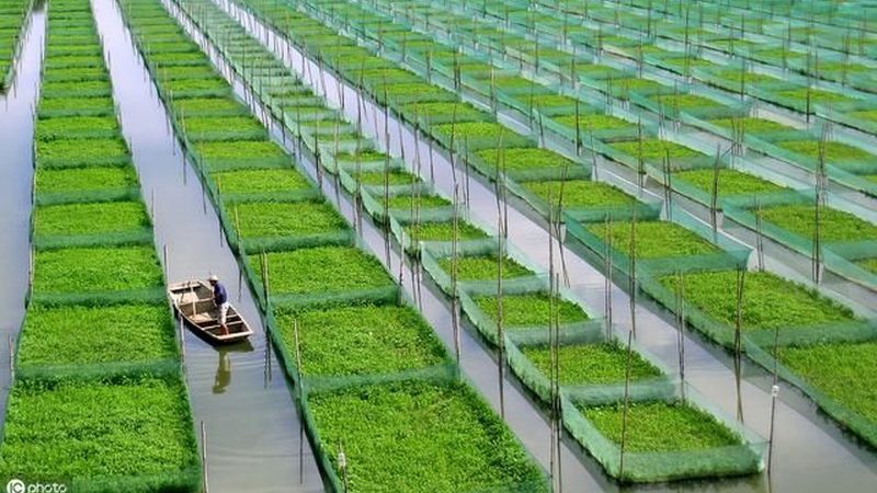 农村种植技术书籍，助力农业发展新篇章**