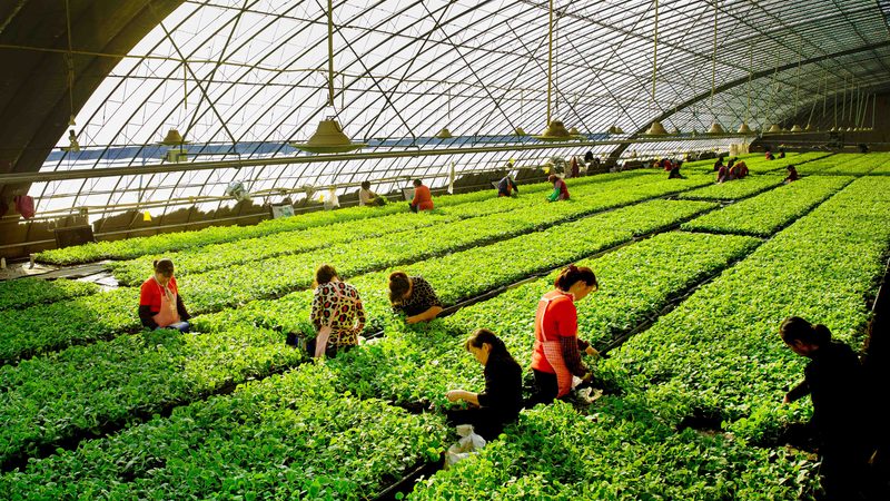 河南农资批发基地与零售店：有何不同？**
