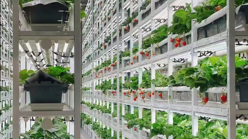 农民合作社联合社税收政策全解读